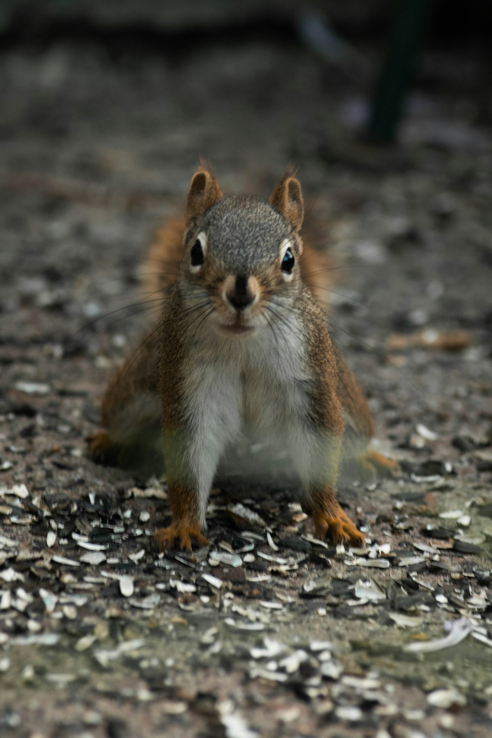 brown squirrel on brown ground during daytime