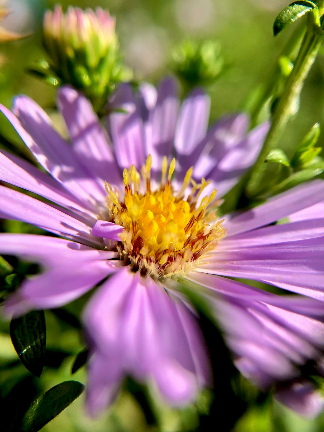 purple and yellow flower in macro lens photography