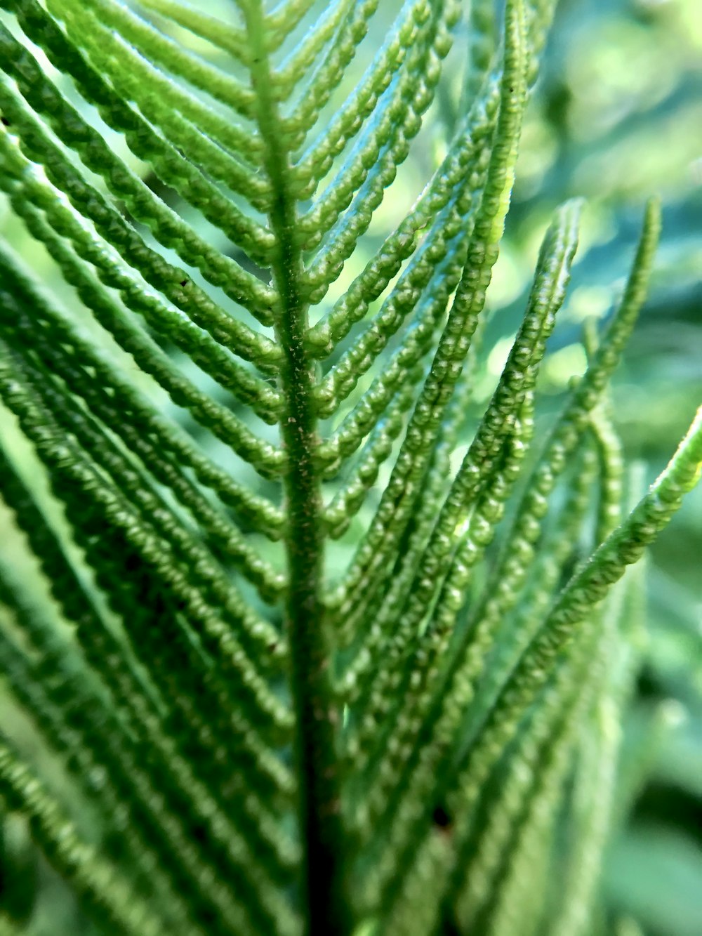 green plant in close up photography