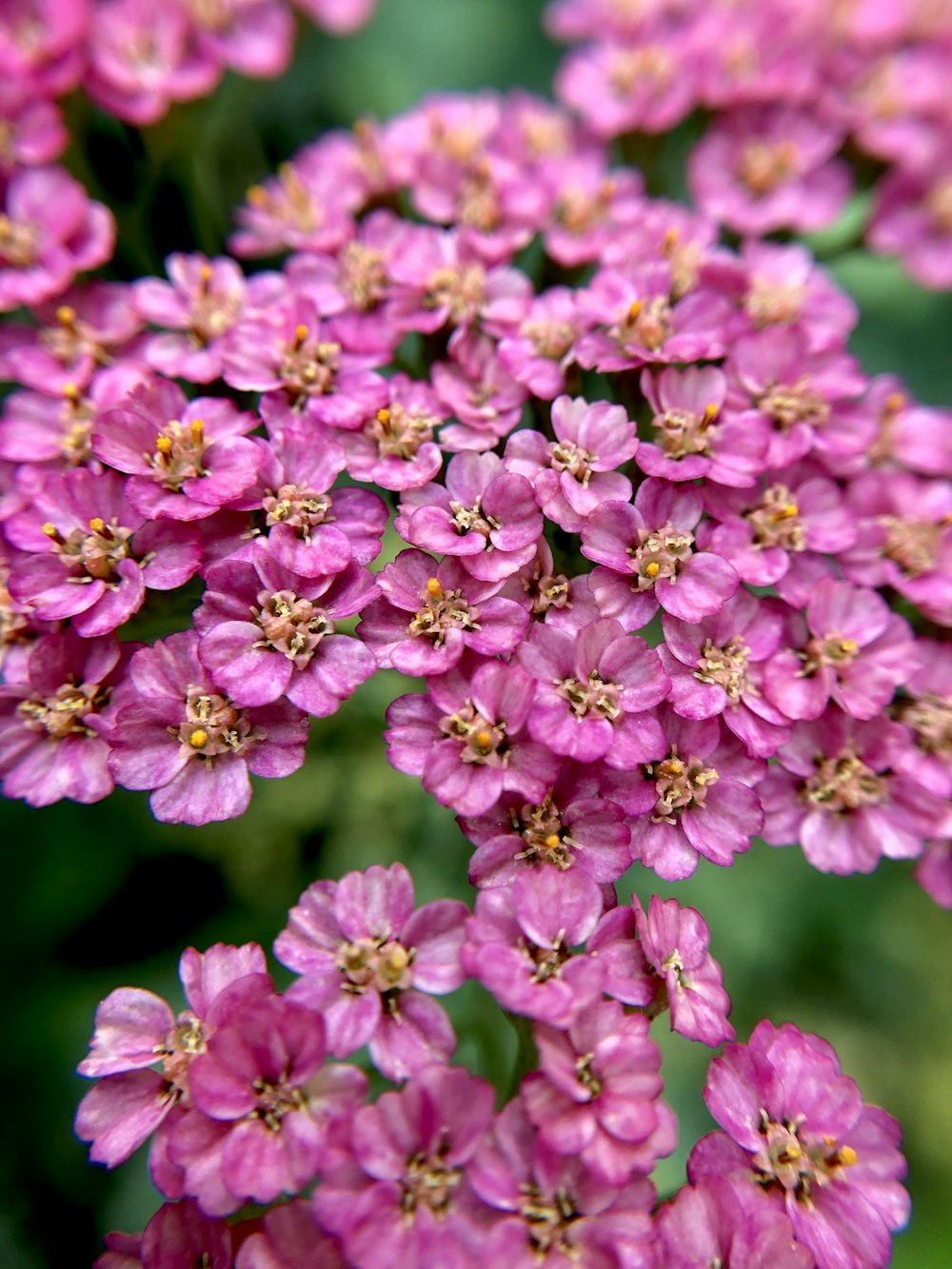 pink flowers in tilt shift lens