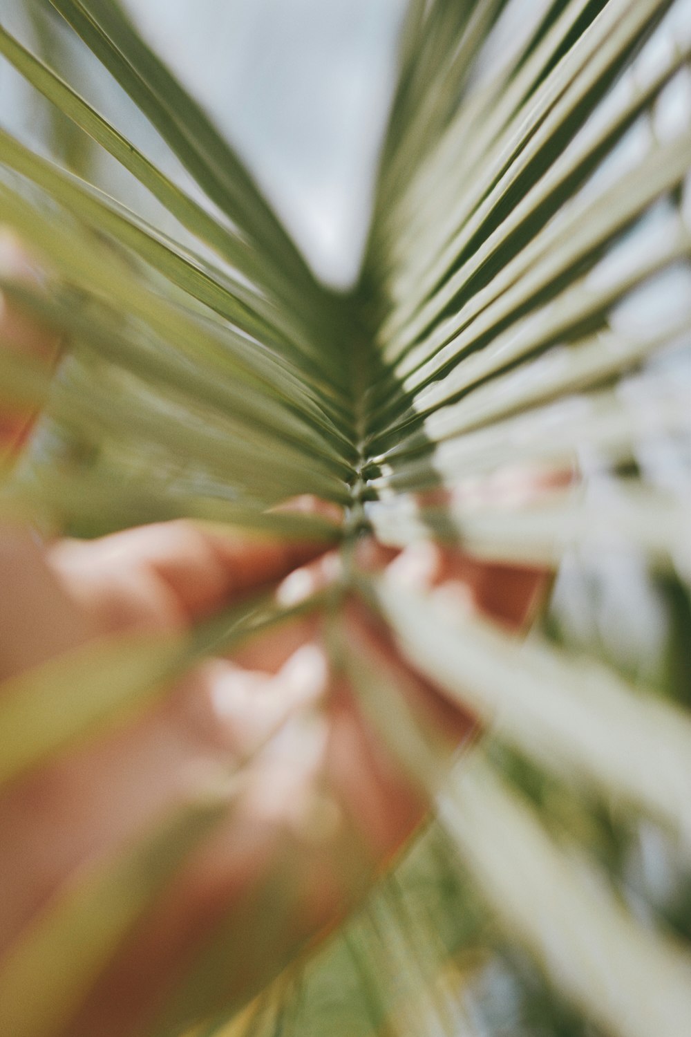 green leaf in close up photography