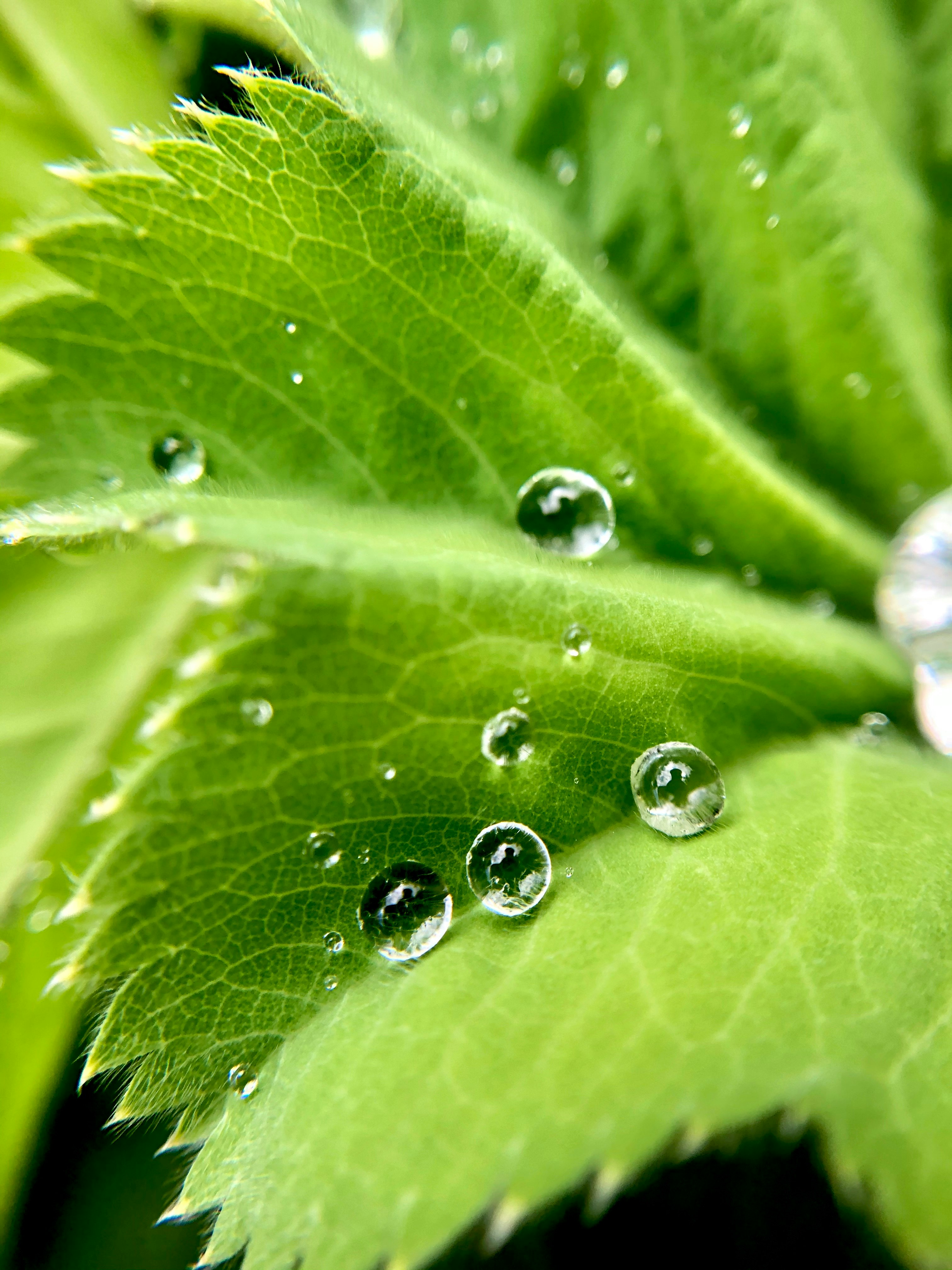 water droplets on green leaf