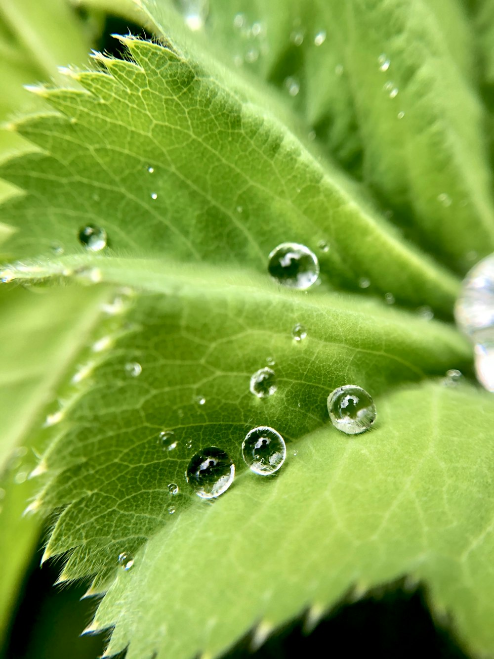 water droplets on green leaf