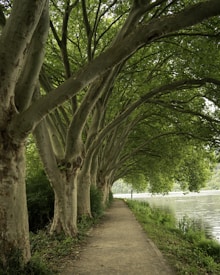 A peaceful pathway lined with tall, lush trees on the left, creating a natural archway. To the right, there is a serene body of water with reflections of the surrounding greenery. The atmosphere is tranquil and inviting, suggesting a perfect spot for a leisurely walk.