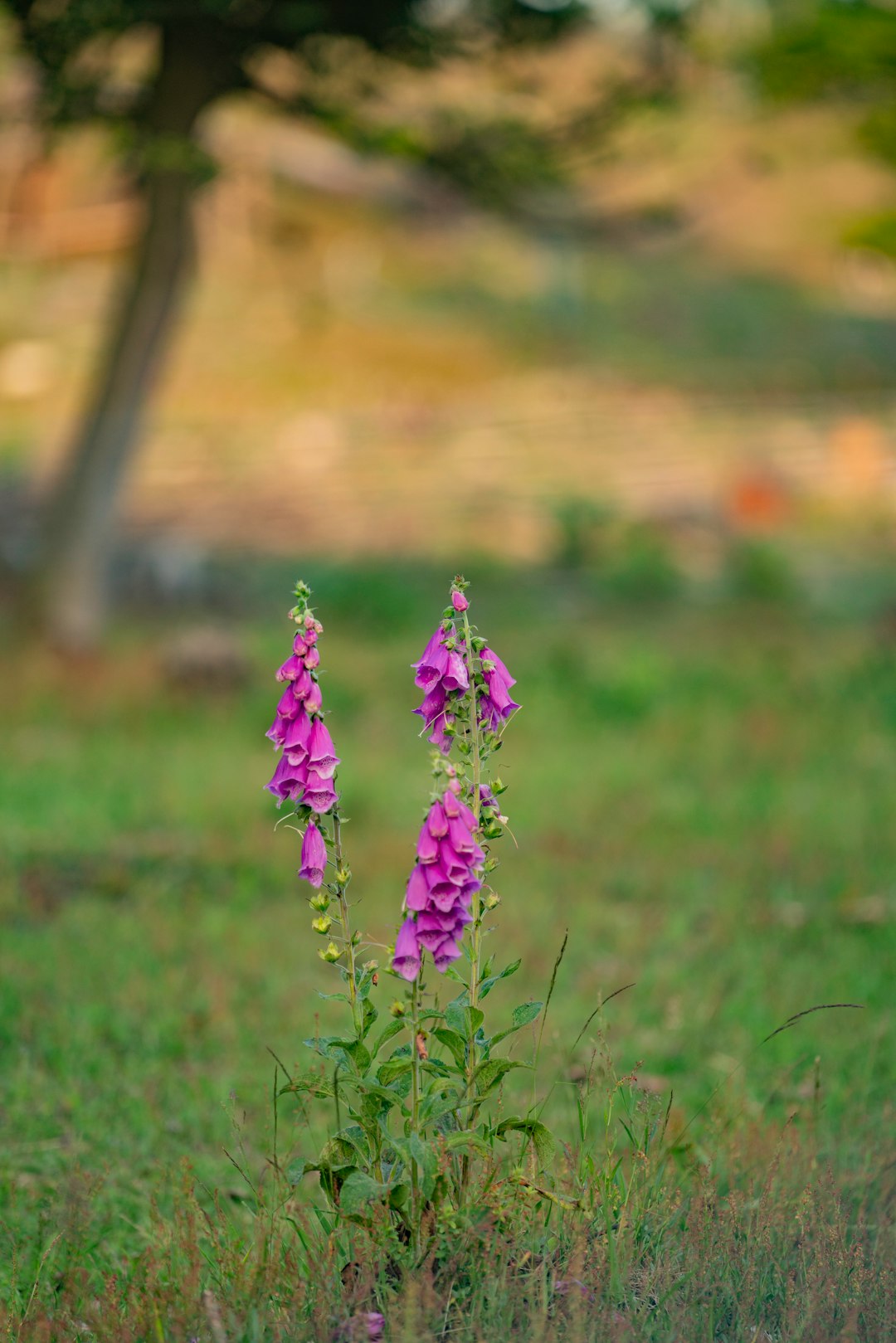 purple flower on green grass field during daytime