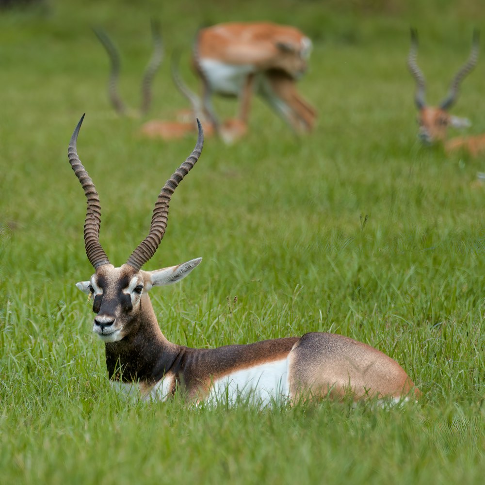 cerf brun et blanc sur un champ d’herbe verte pendant la journée