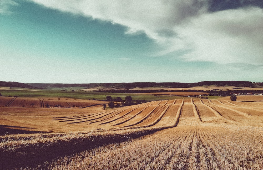 Campo marrón bajo el cielo azul durante el día