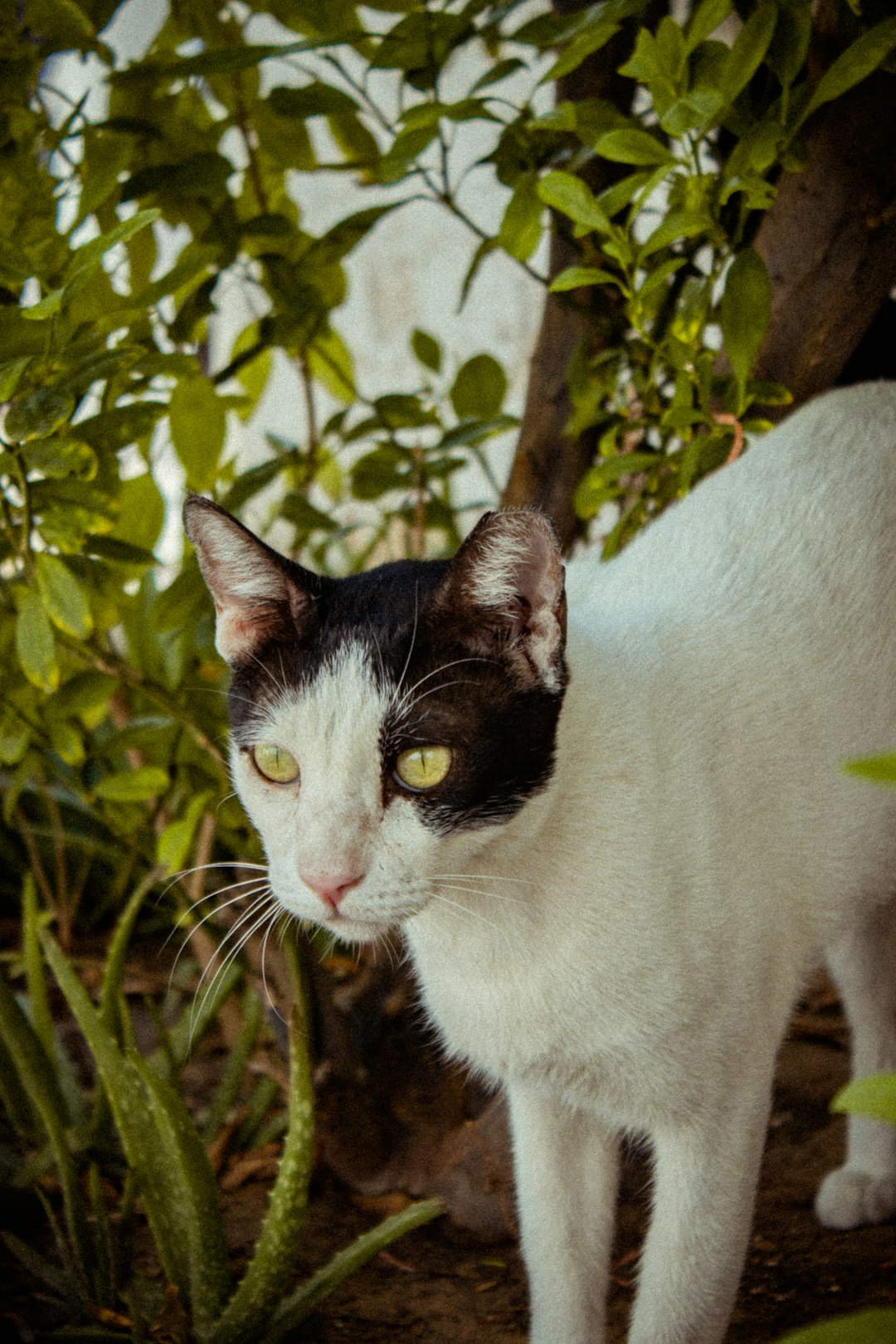 white and black cat on green grass