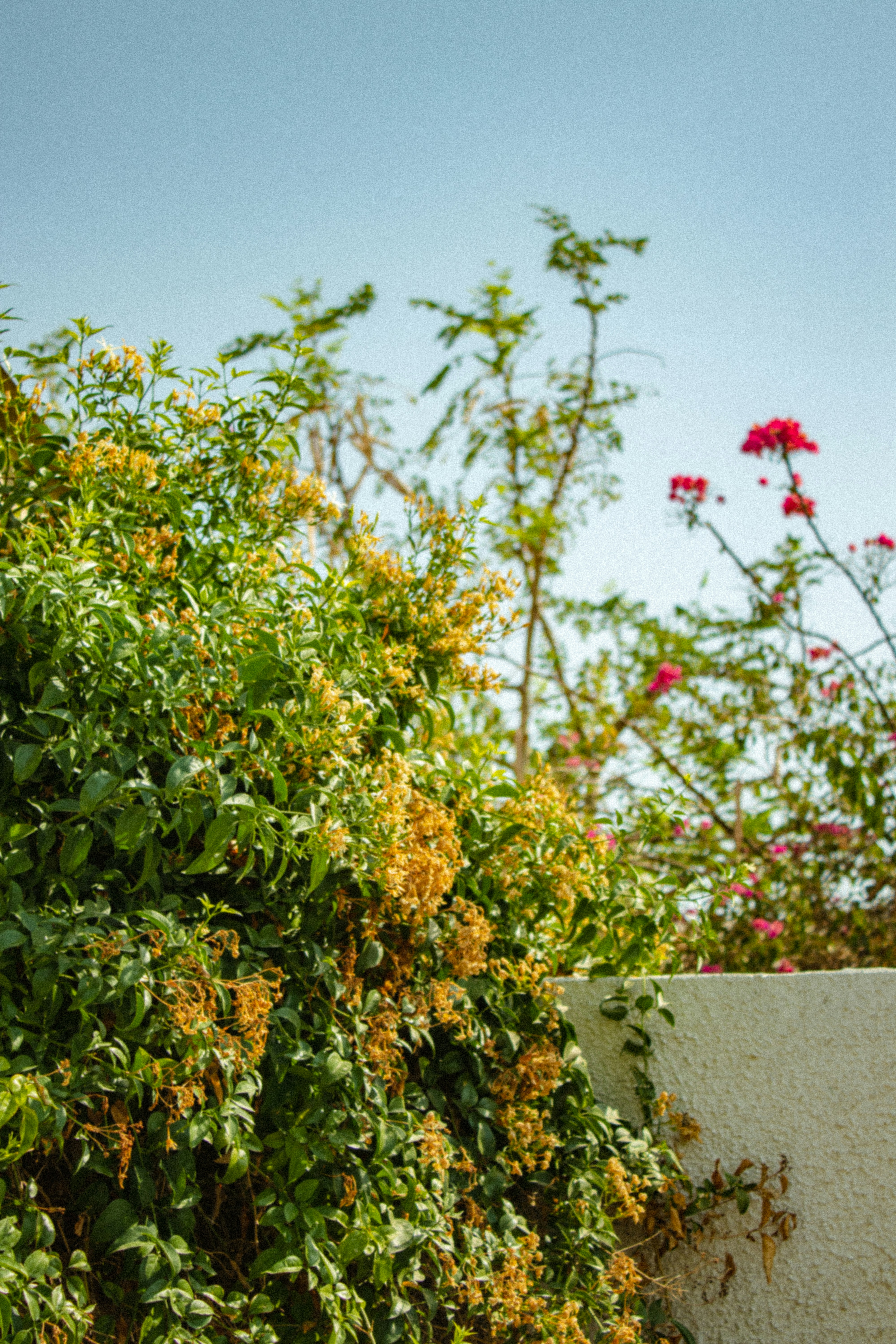 Photo by malikshibly