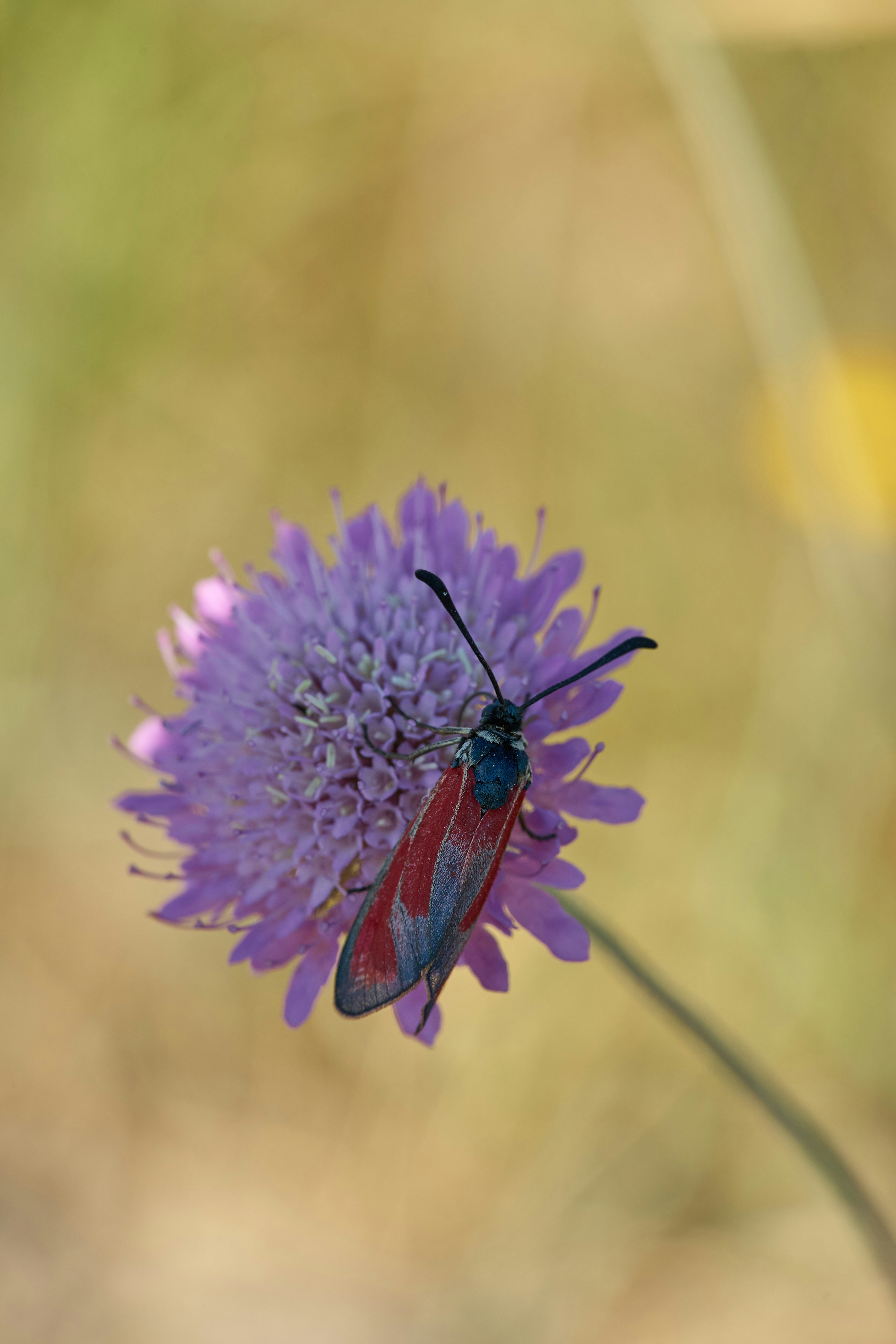 Photo by wolfgang_hasselmann