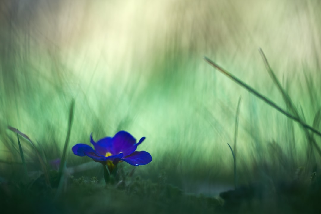 purple flower in green grass field