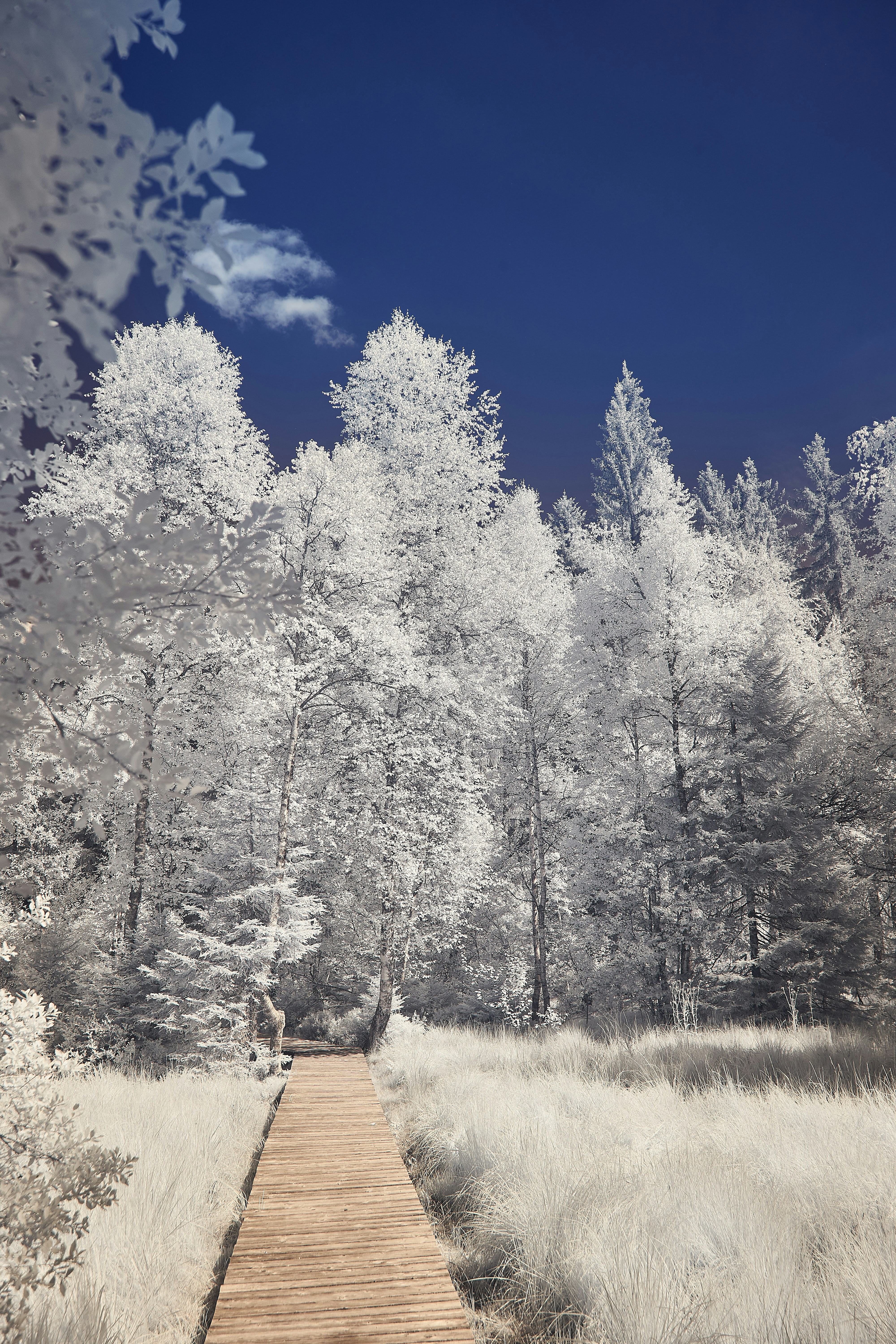 Photo by wolfgang_hasselmann