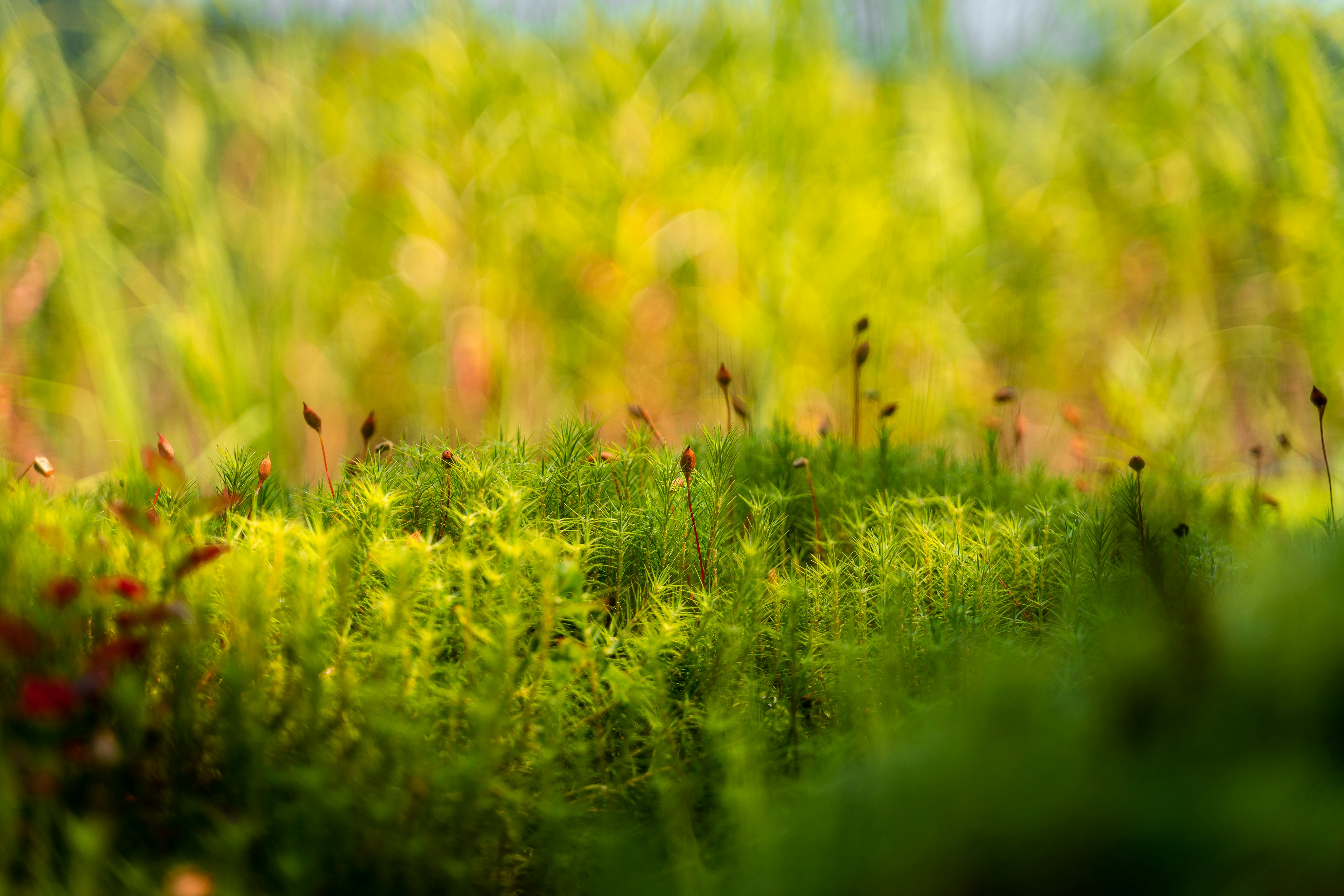 green grass field during daytime