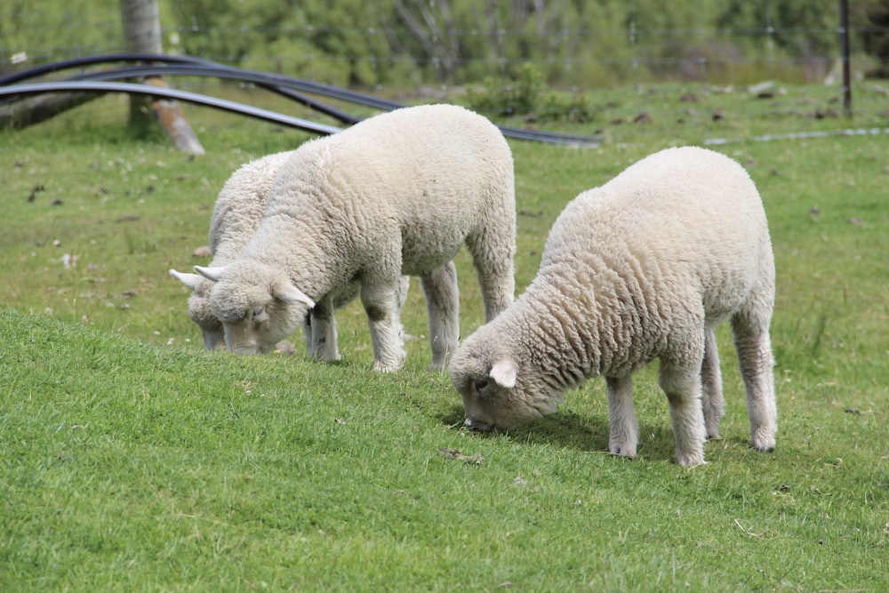 white sheep on green grass field during daytime