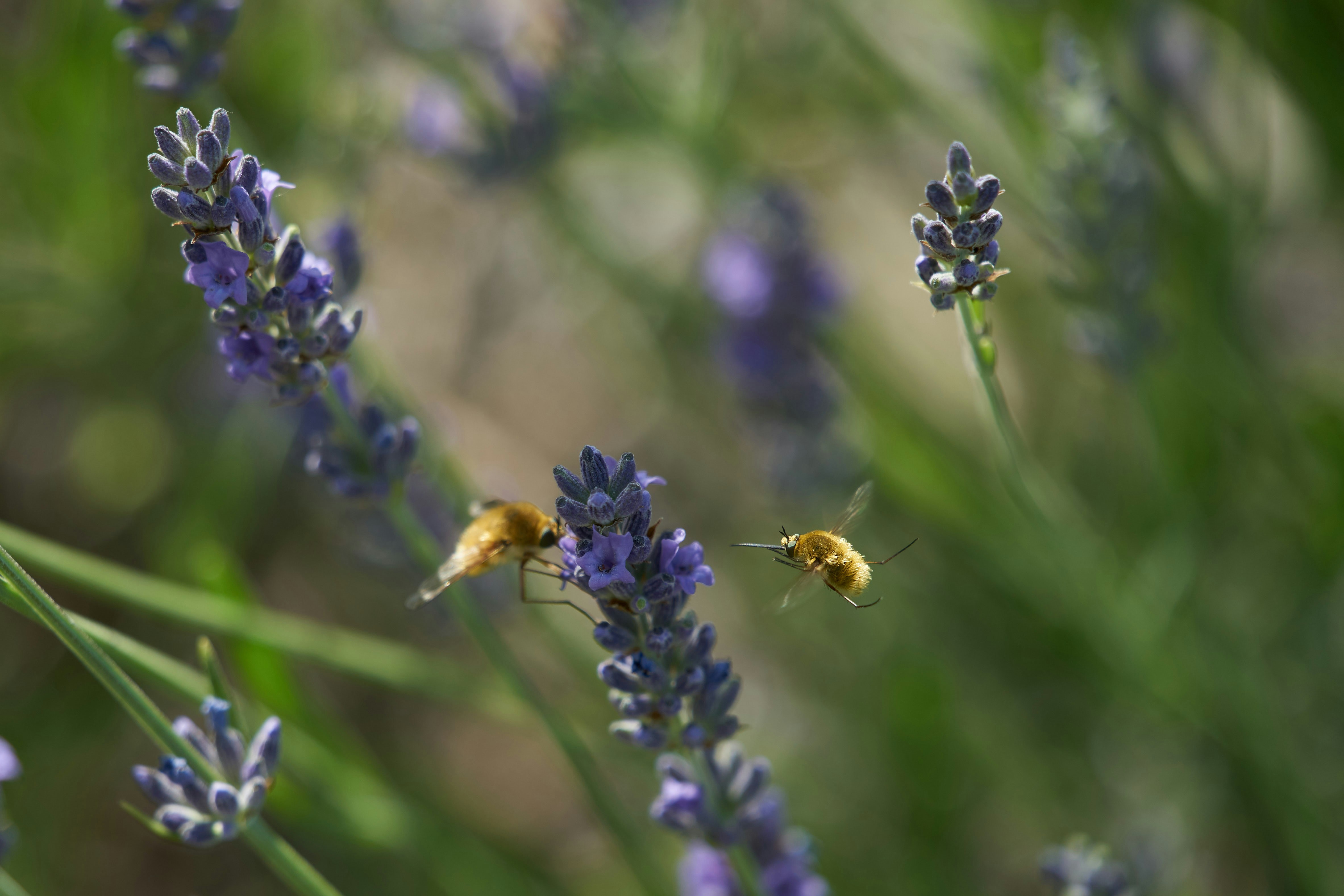 Photo by wolfgang_hasselmann