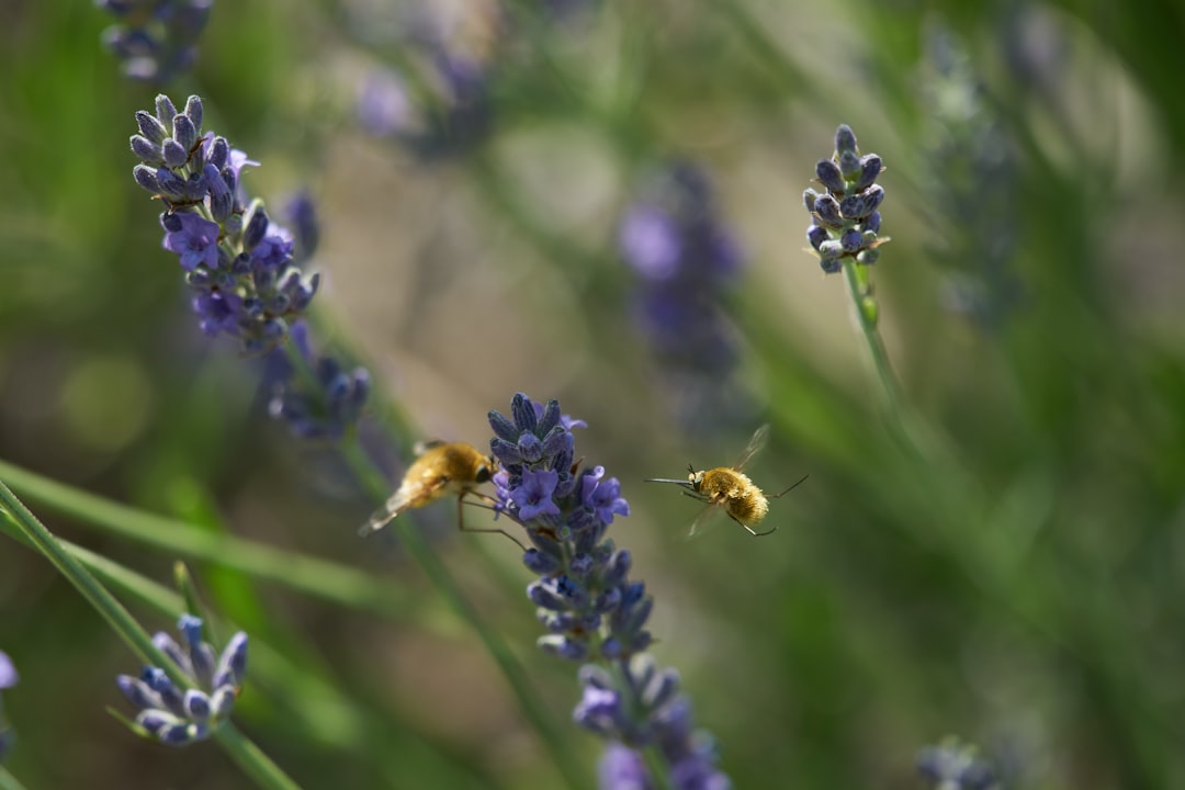 honeybee perched on purple flower in close up photography during daytime