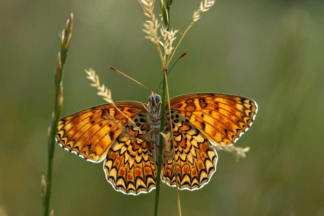 brown and black butterfly perched on green plant during daytime