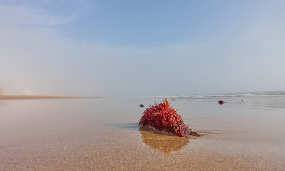 brown grass on brown sand near body of water during daytime