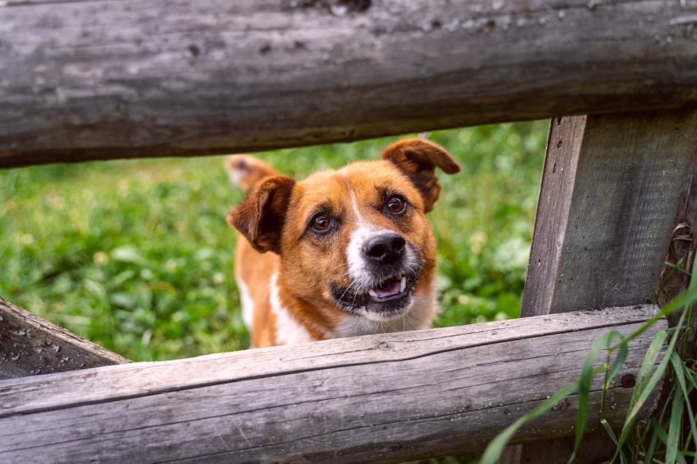 brown and white short coated dog on brown wooden fence during daytime