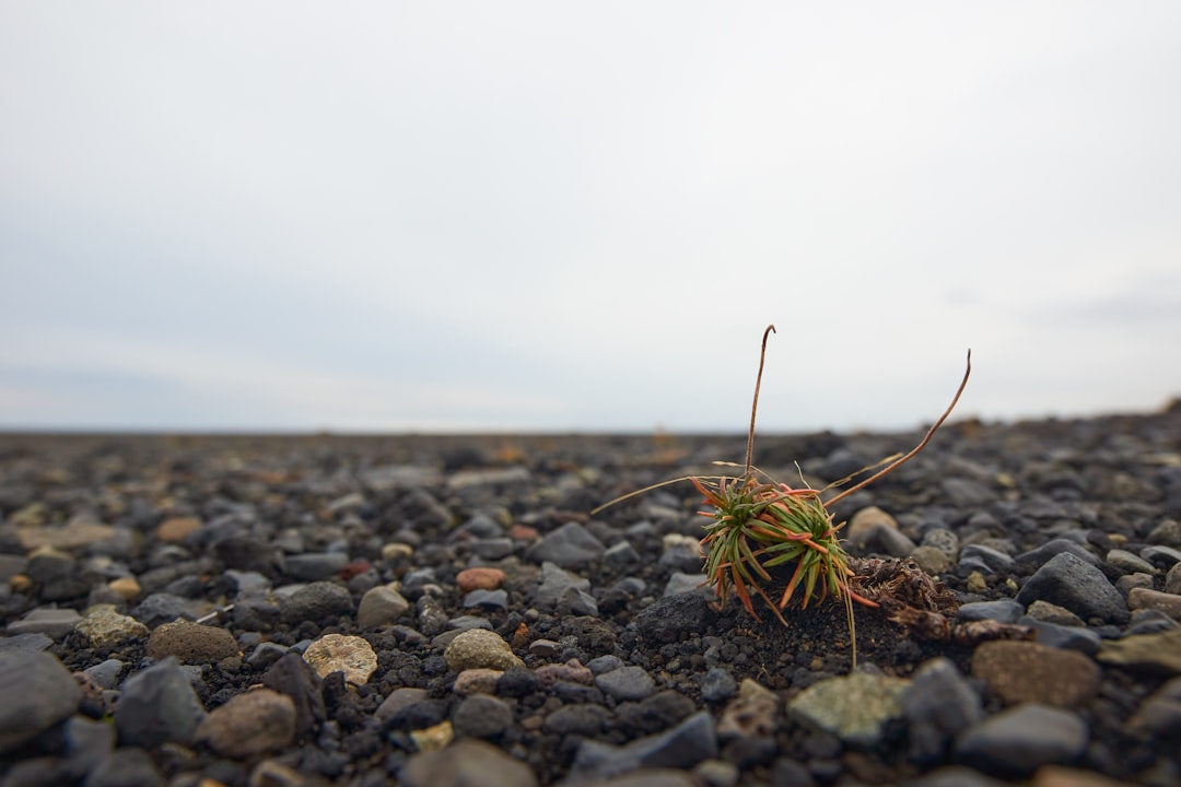 green plant on rocky ground during daytime