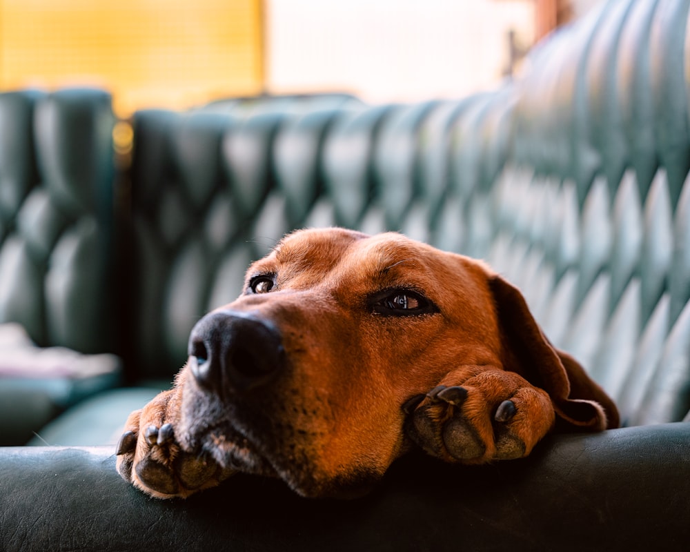 brown short coated dog lying on green and white textile