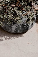 green and brown plant on gray concrete pot