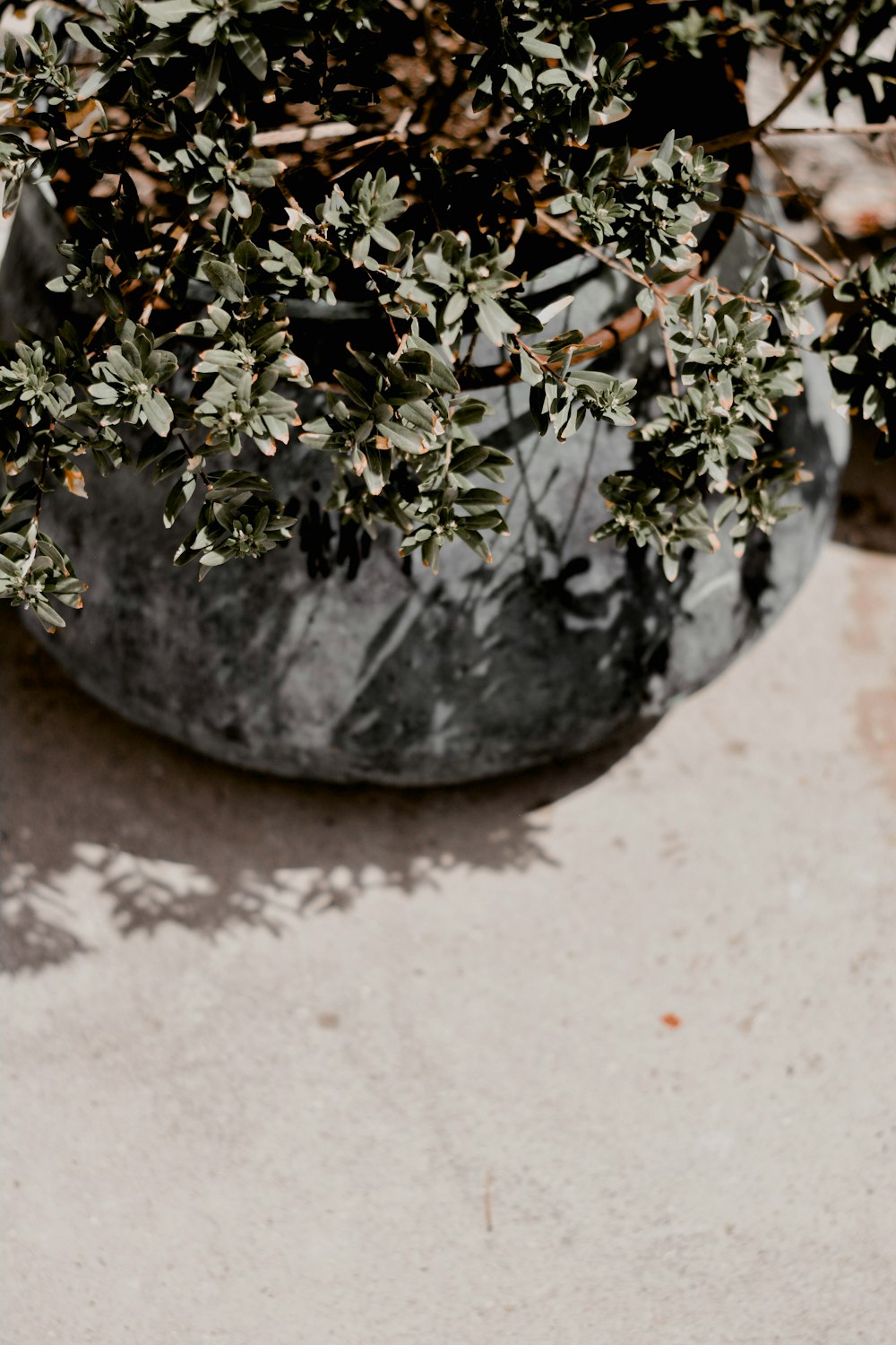 green and brown plant on gray concrete pot