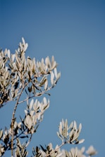 white flowers on brown tree branch