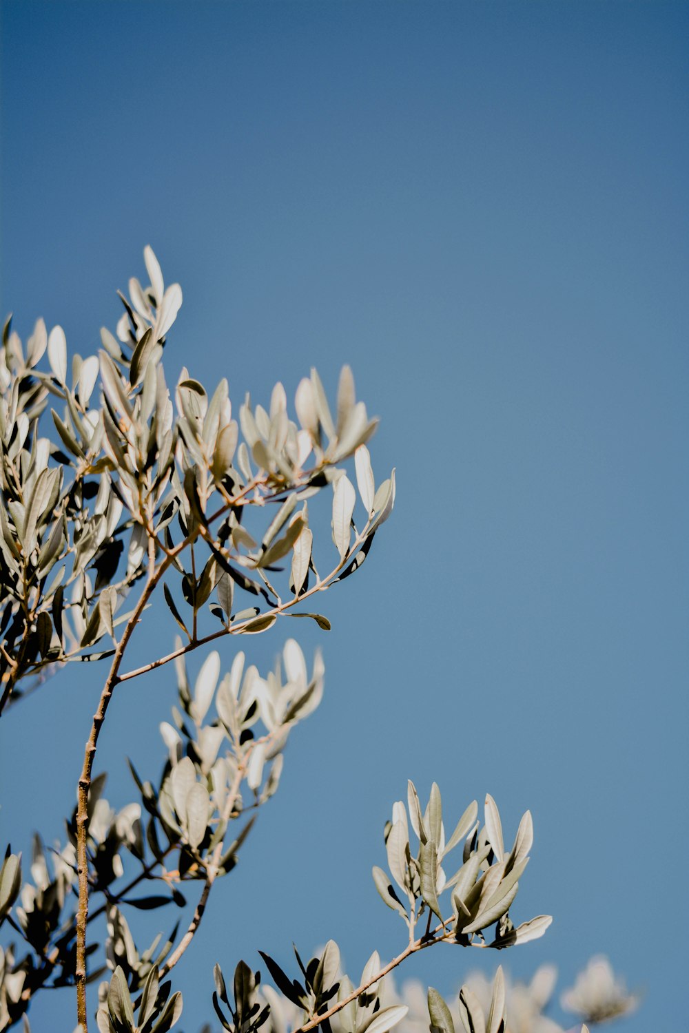 갈색 나뭇가지에 흰 꽃