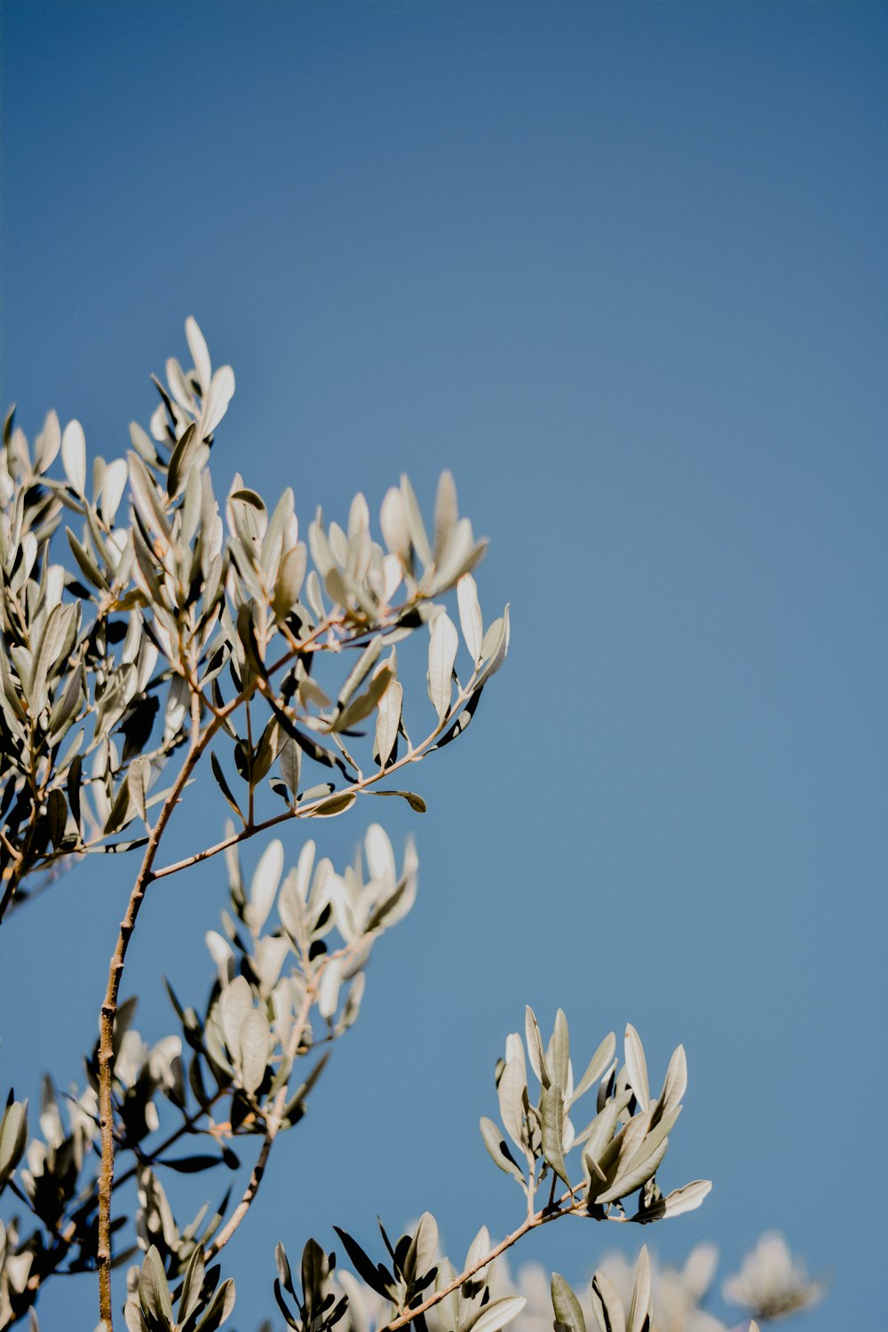 white flowers on brown tree branch