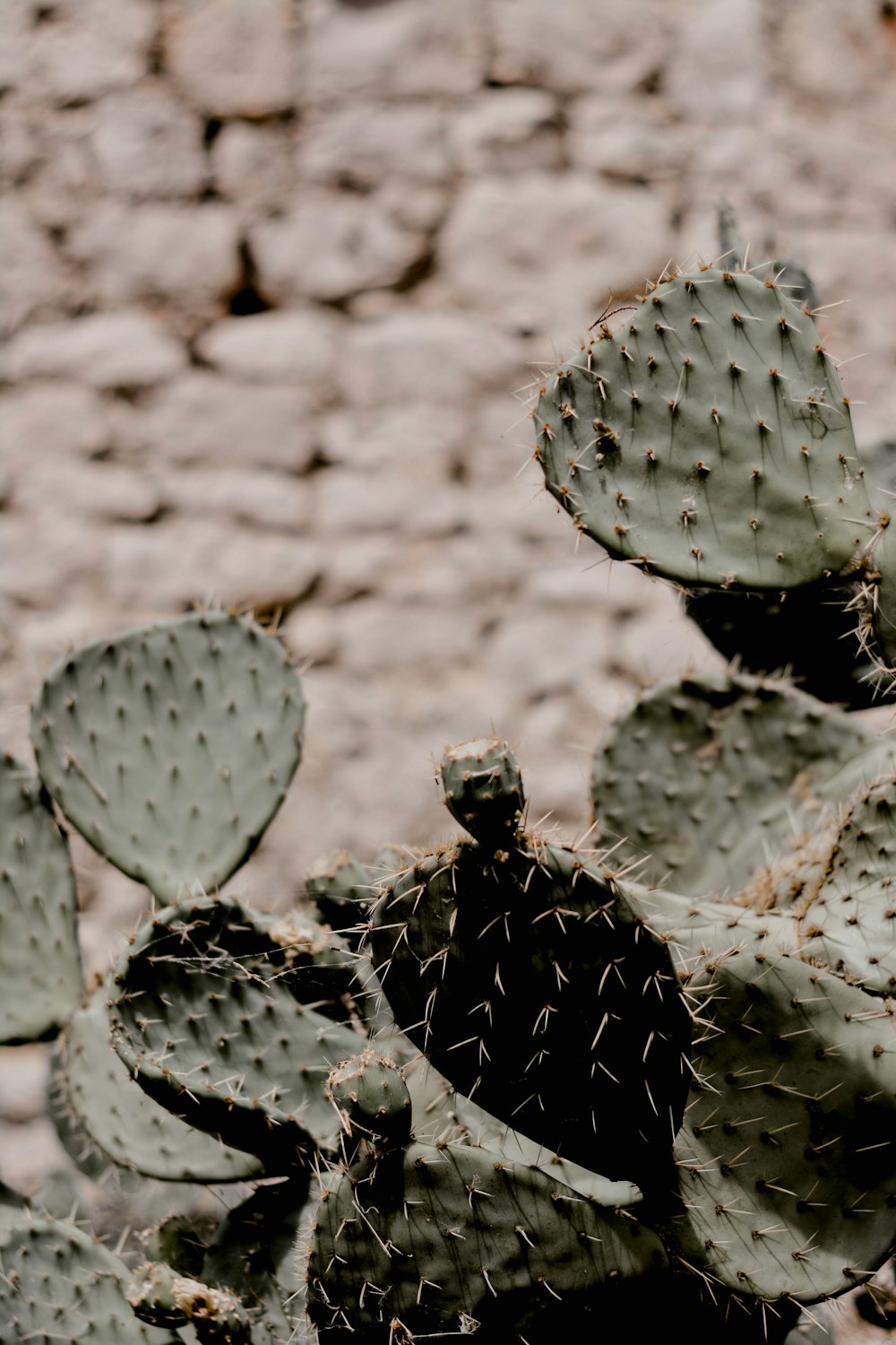 green cactus in close up photography