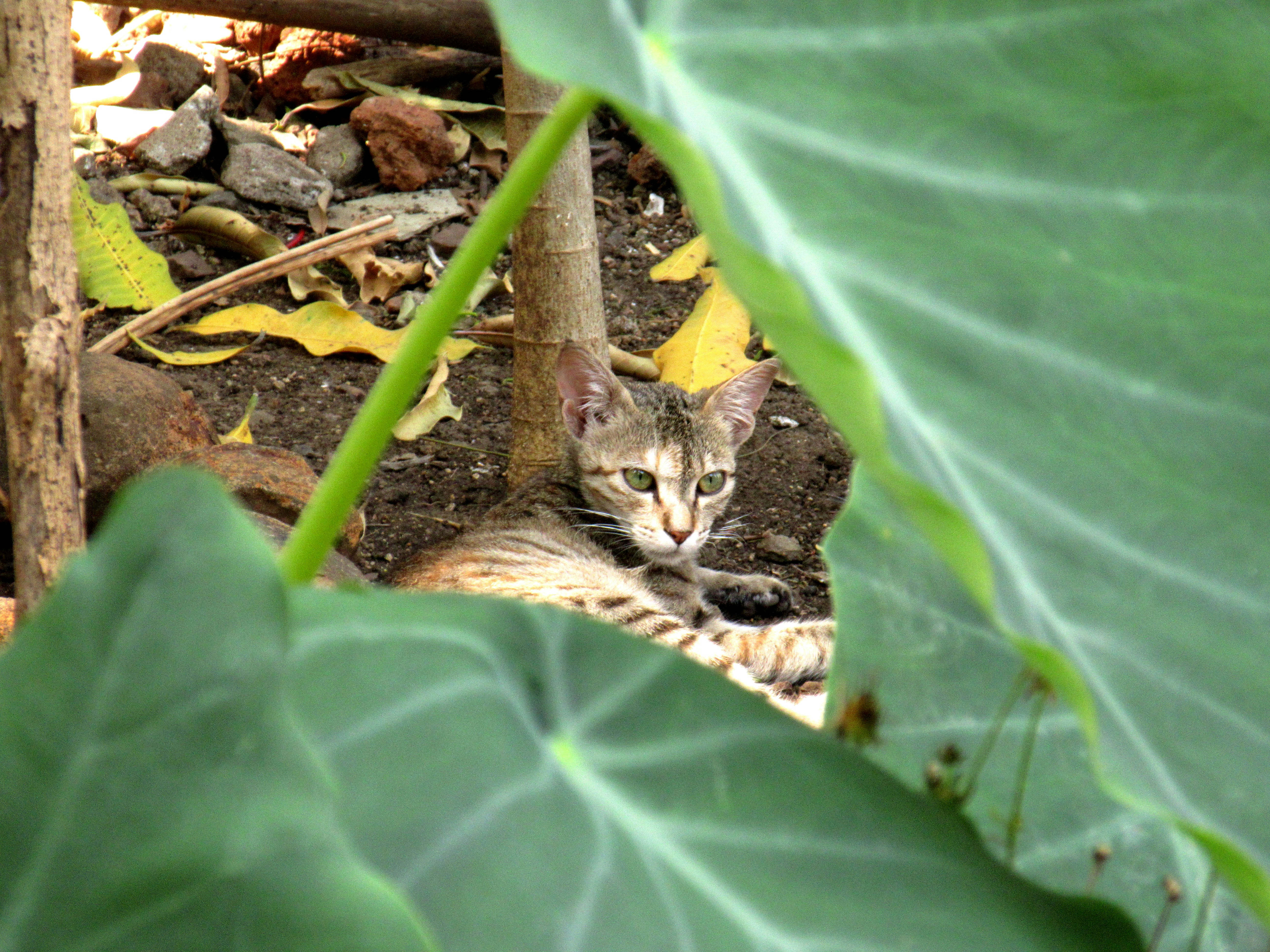 Photo by kanupriyavyas