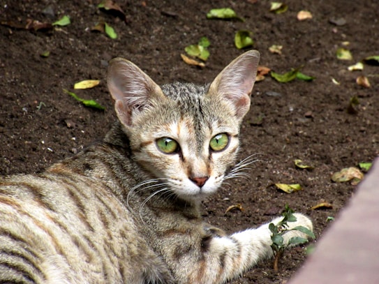 A tabby cat with green eyes lies on the brown soil, looking directly at the camera. The ground is scattered with green and brown leaves, creating a natural and earthy setting.