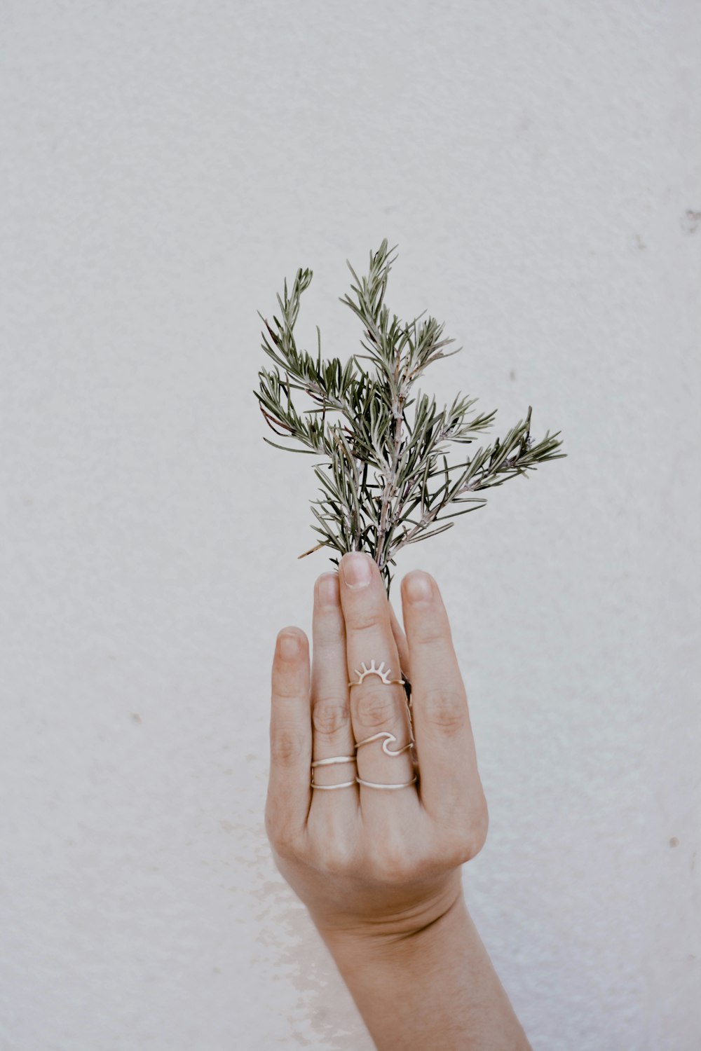 person holding green plant on white background