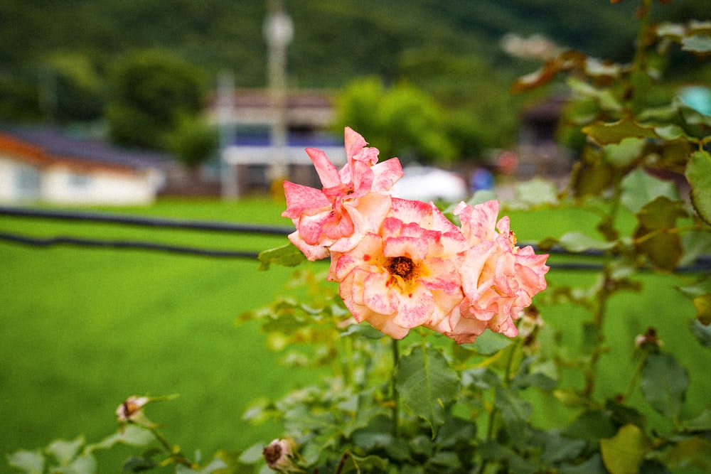 pink flower in tilt shift lens