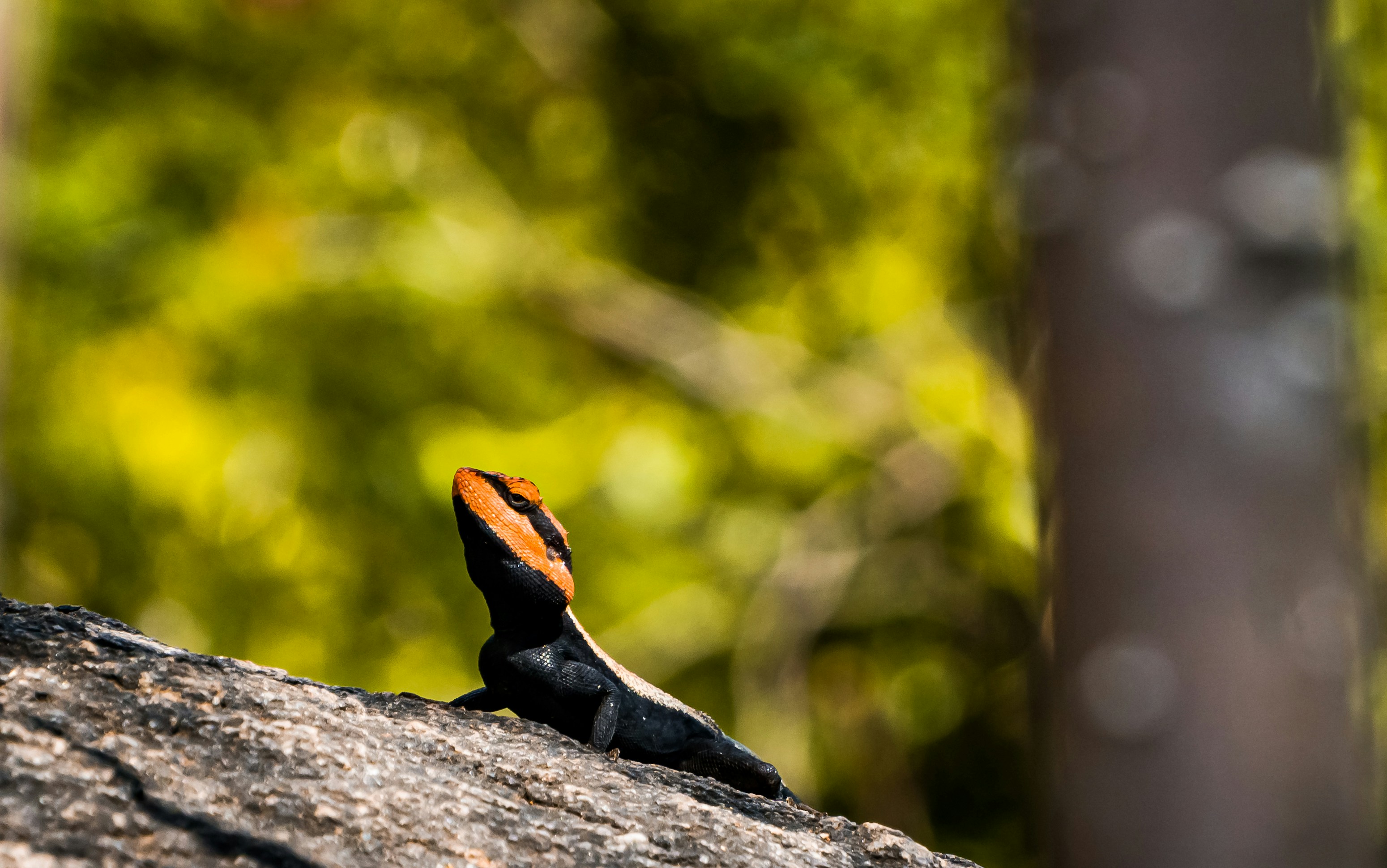 orange and blue animal on gray rock