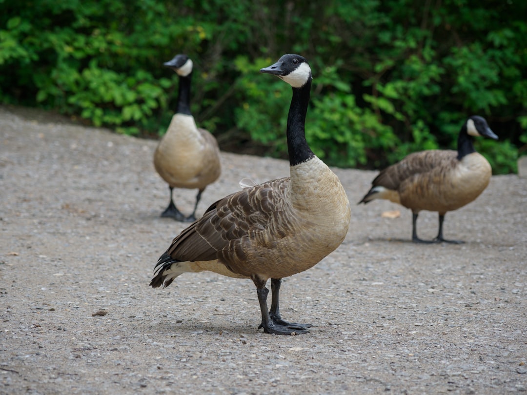 Canadian geese