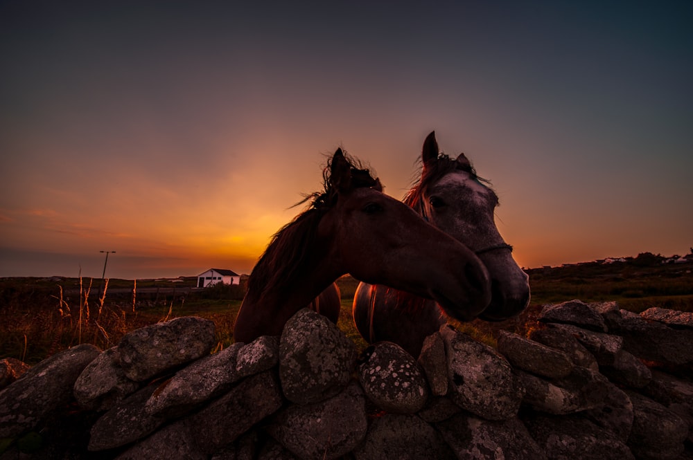 brown horse on rocky ground during sunset