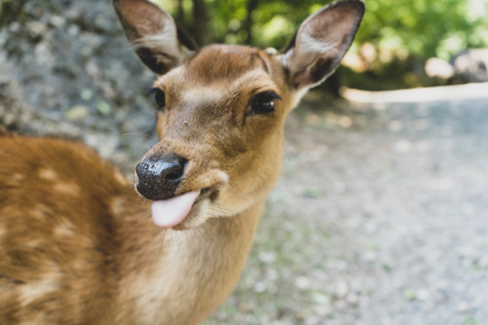 brown deer on green grass during daytime