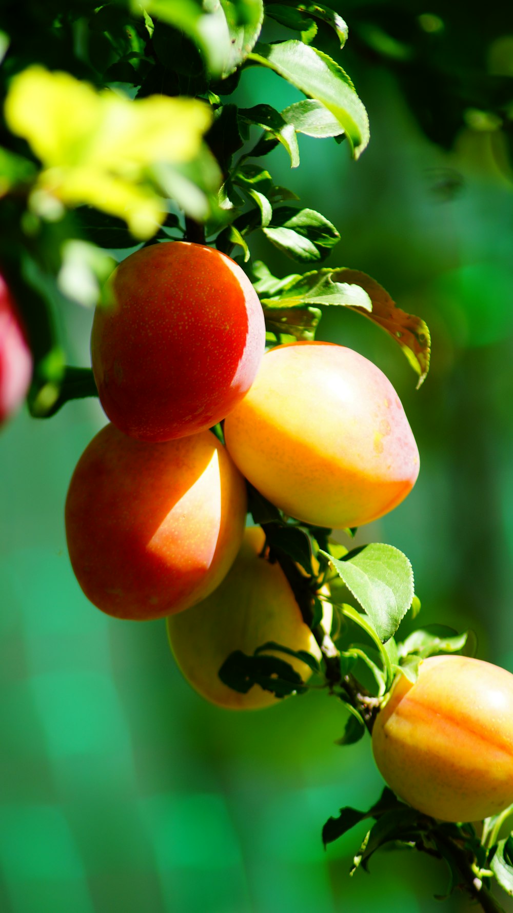 red and yellow peach fruit