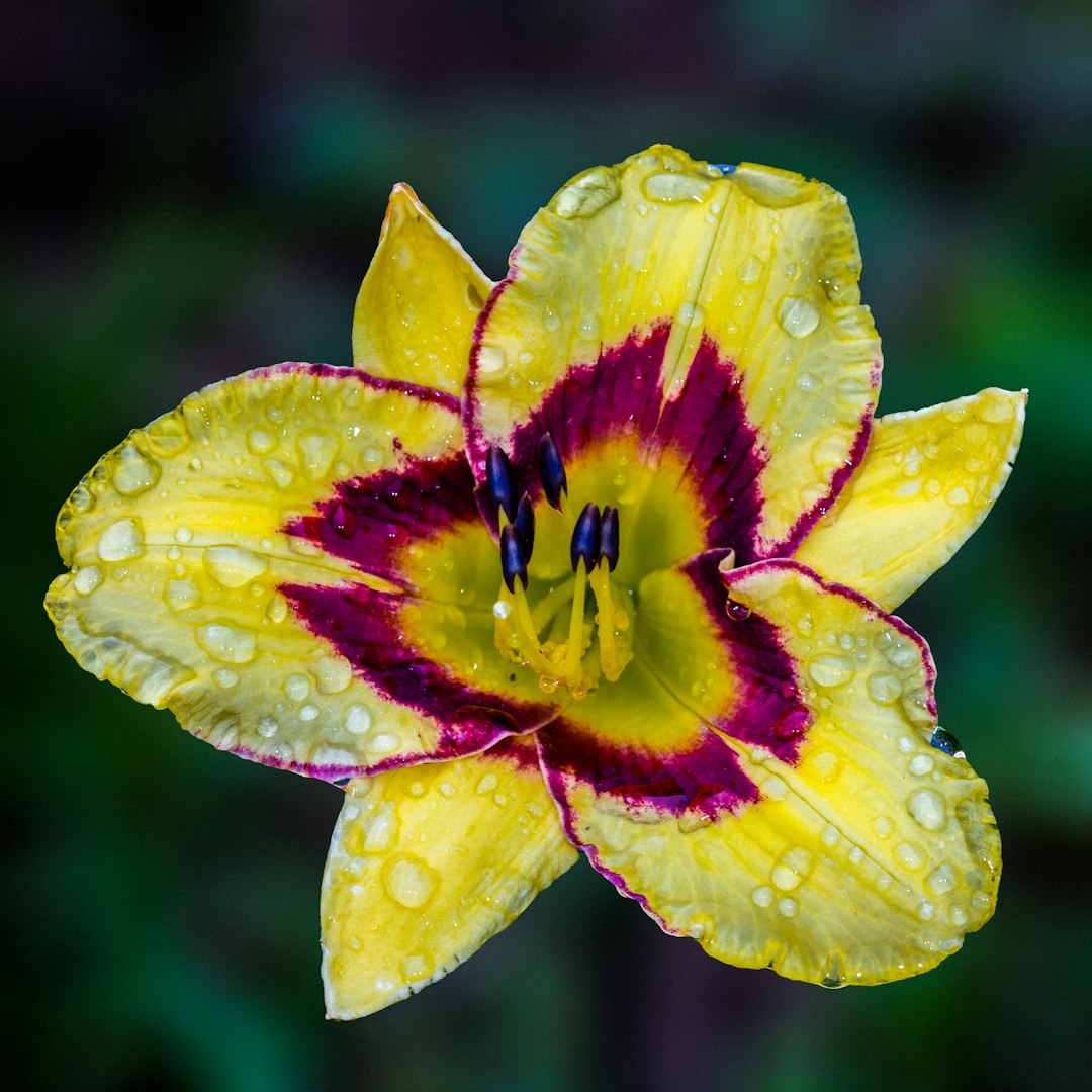 yellow and red flower in macro shot