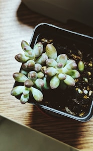 Lovely Green Succulent