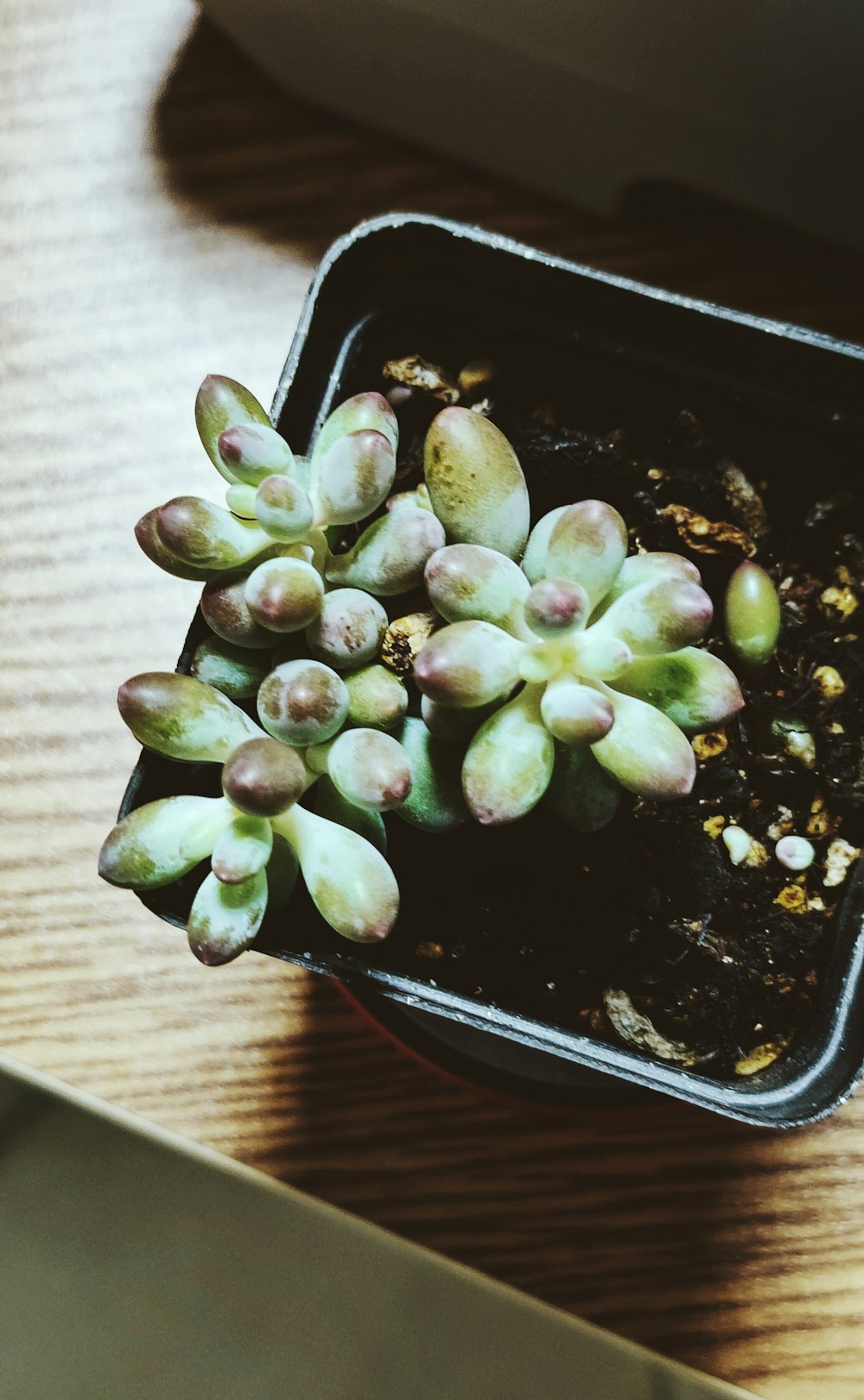 green plant on black plastic container