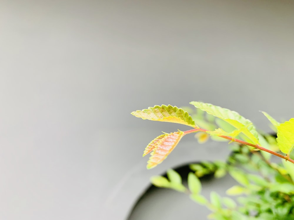 green leaf plant in white pot