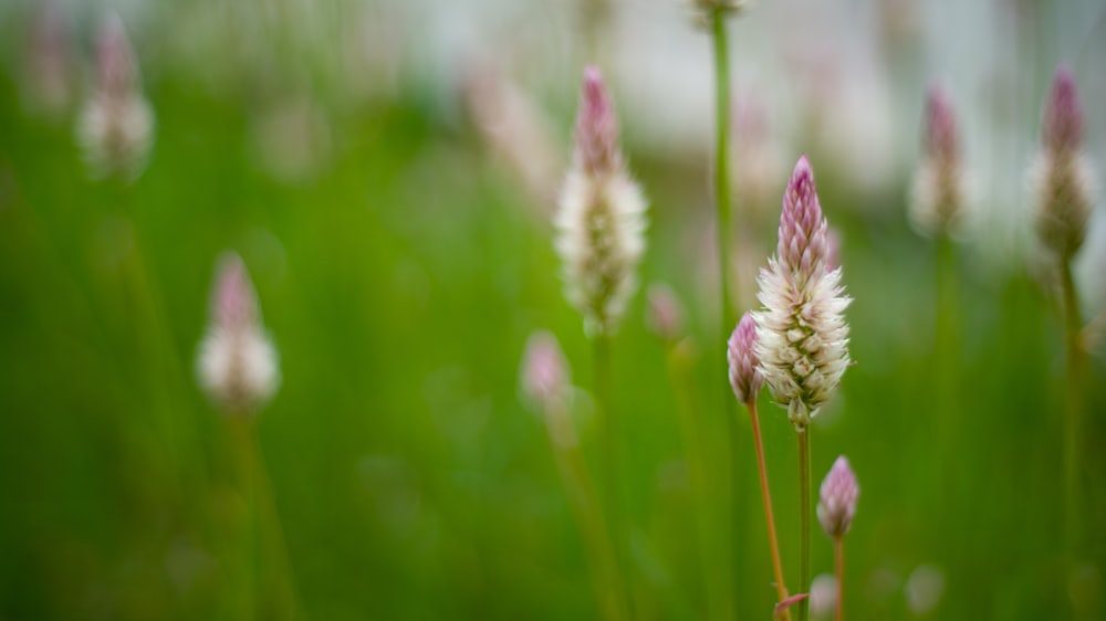 Weiße und lila Blume in Tilt Shift Linse