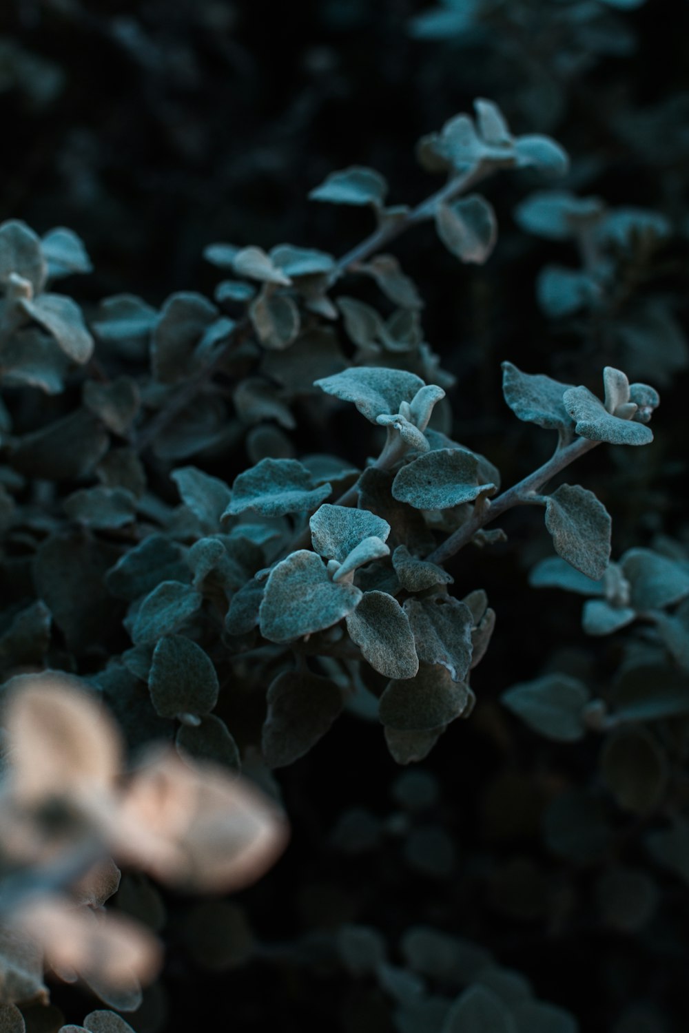 green plant in close up photography