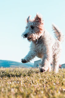 A fluffy dog happily playing in a sunlit park after grooming
