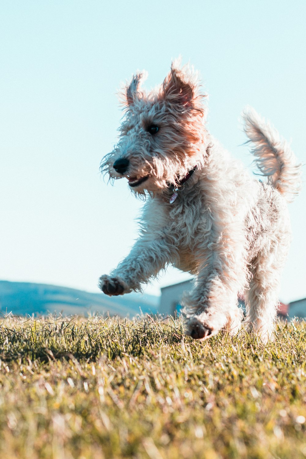 white and brown long coated dog on green grass field during daytime