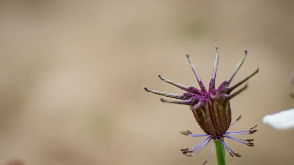 purple flower in macro lens