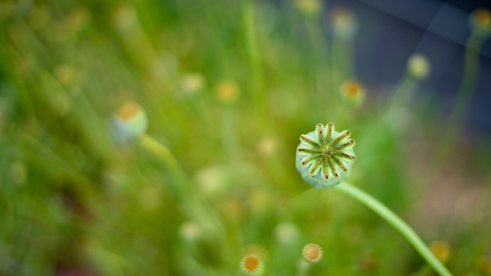 white flower in tilt shift lens